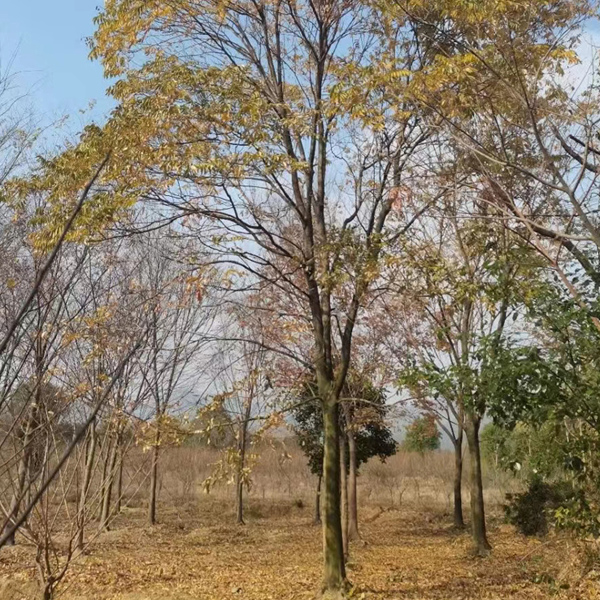 20���֟o����