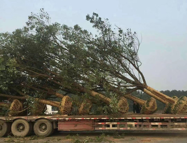 20����������