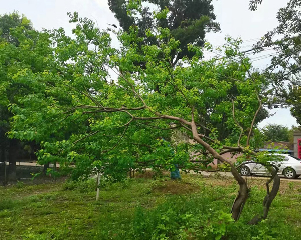 20�������͞��꣨�h֦�� 