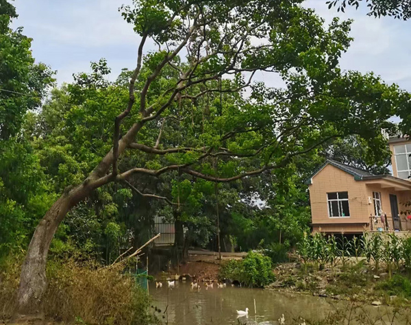 30�������͞��꣨�h֦��