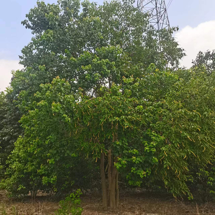 30-100���օ������