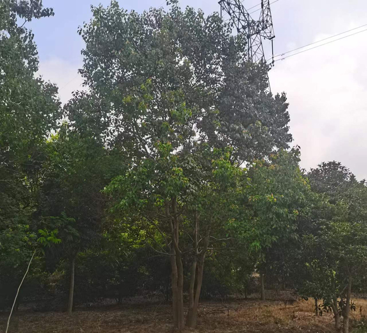 30-100���օ������