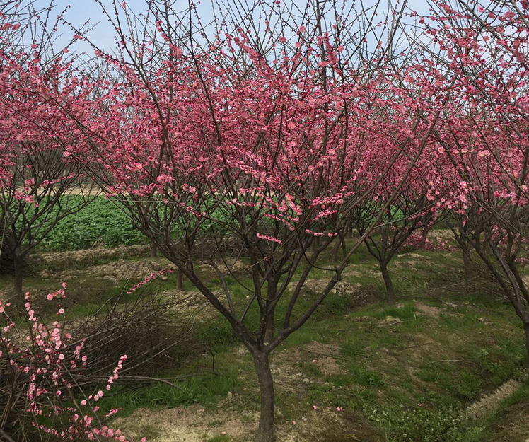 8���ּt÷��