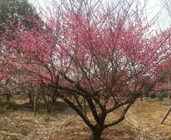 15-30���ּ޽Ӽt÷��