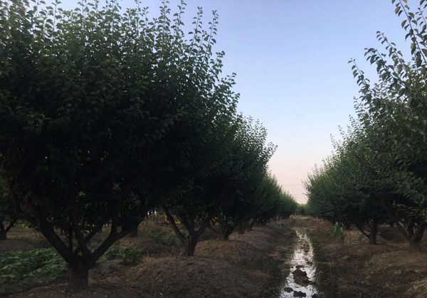 15-30���ּ޽Ӽt÷��