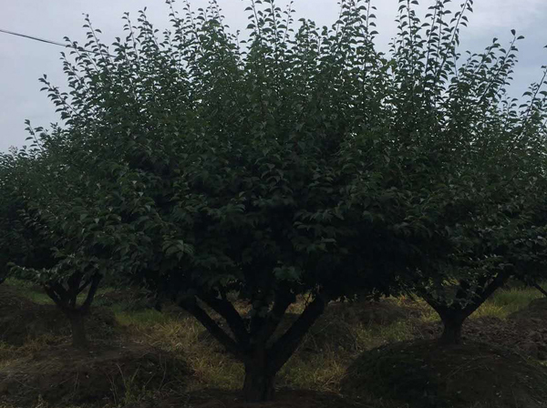 15-30���ּ޽Ӽt÷��