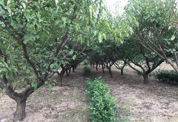 12���ּt÷��