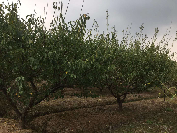 12���ּt÷��