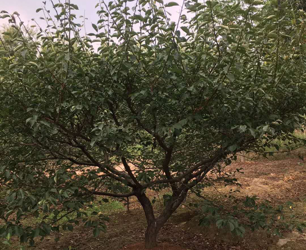 14���ּt÷��