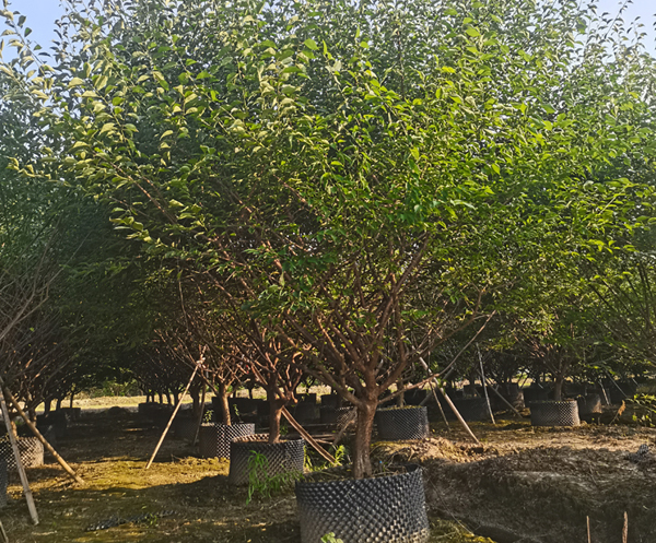 13���ּt÷��