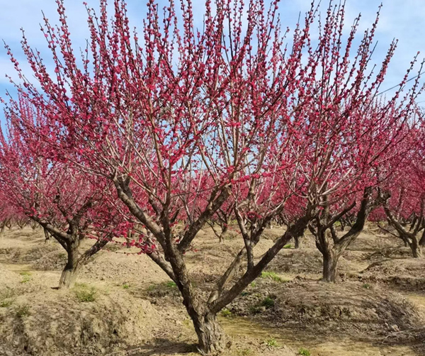 17���ּt÷��