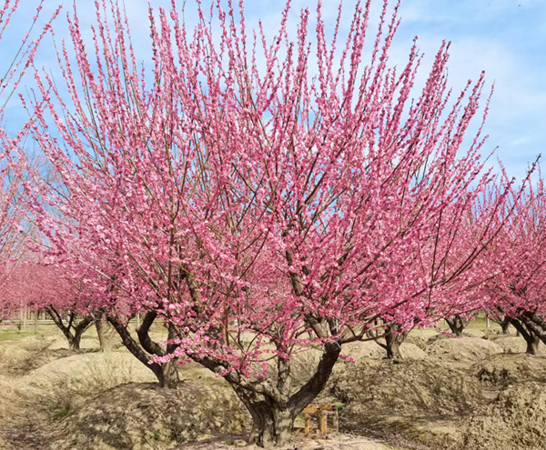 19���ּt÷��