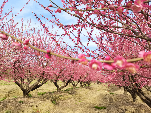 23���ּt÷��