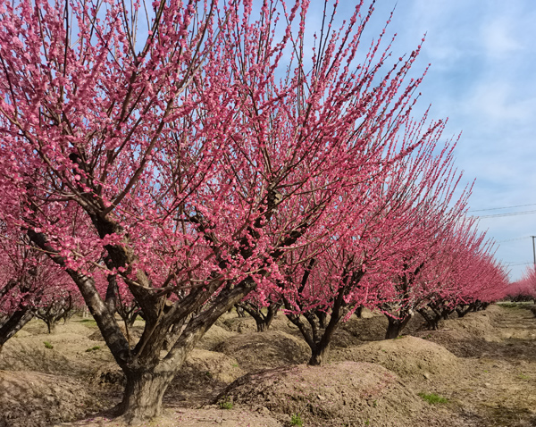 35���ּt÷��