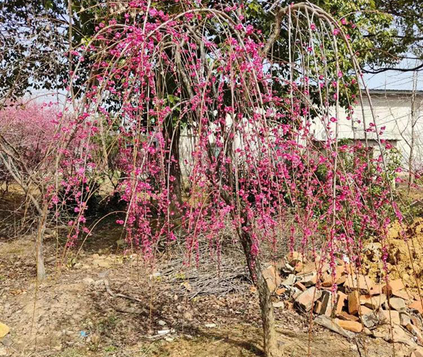 5���ִ��z÷