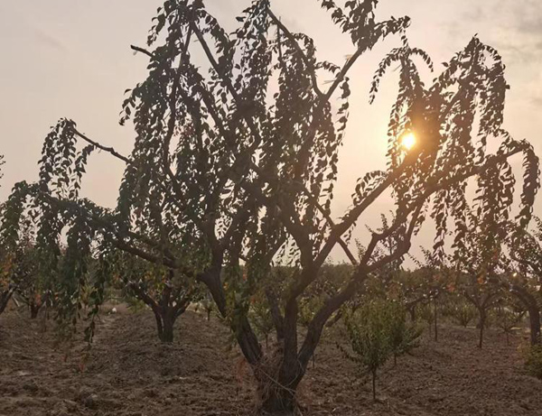 30���ִ��z÷