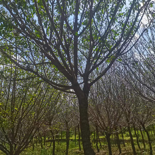 10-14���ָߗU�t÷