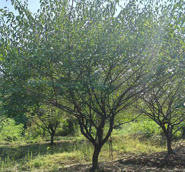 10-15���־�Ʒ�t÷