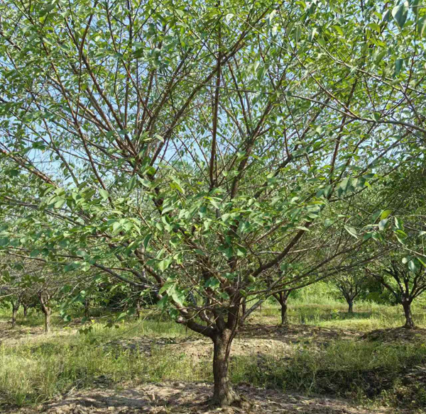 10-15���־�Ʒ�t÷