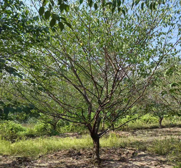 10-15���־�Ʒ�t÷