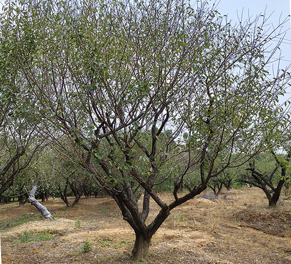 20-25������ɰ�t÷�Nֲ����չʾ