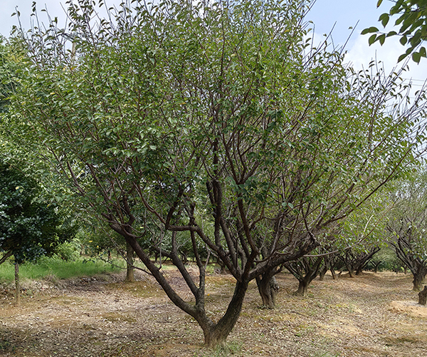 20-25������ɰ�t÷�Nֲ����չʾ