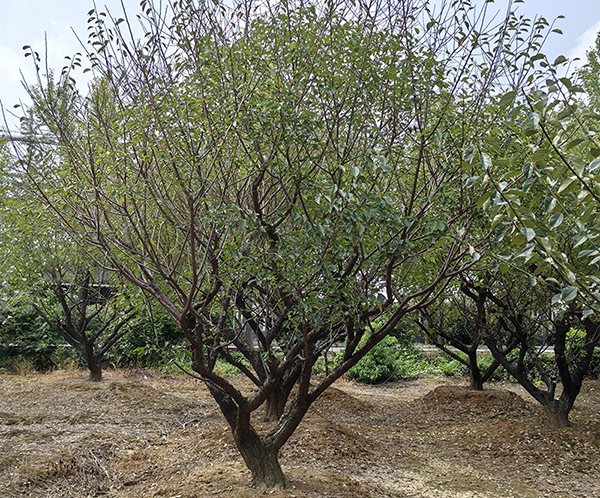 20-25������ɰ�t÷�Nֲ����չʾ