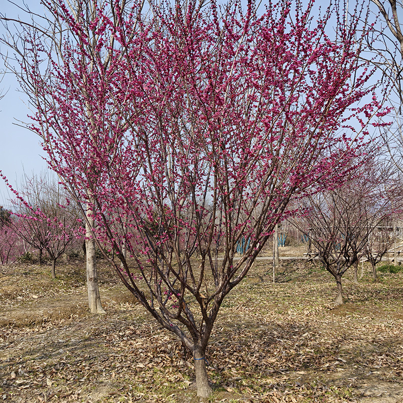 7���ּt÷��