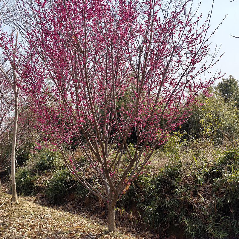 9���ּt÷��