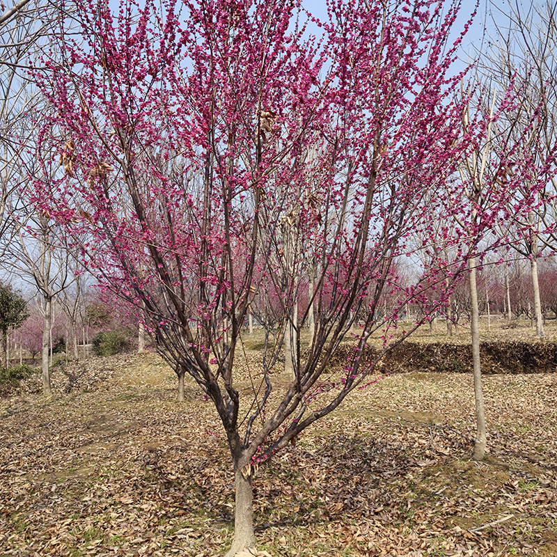 7-10���ּt÷��