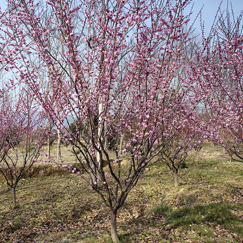 7-10���֌m��÷