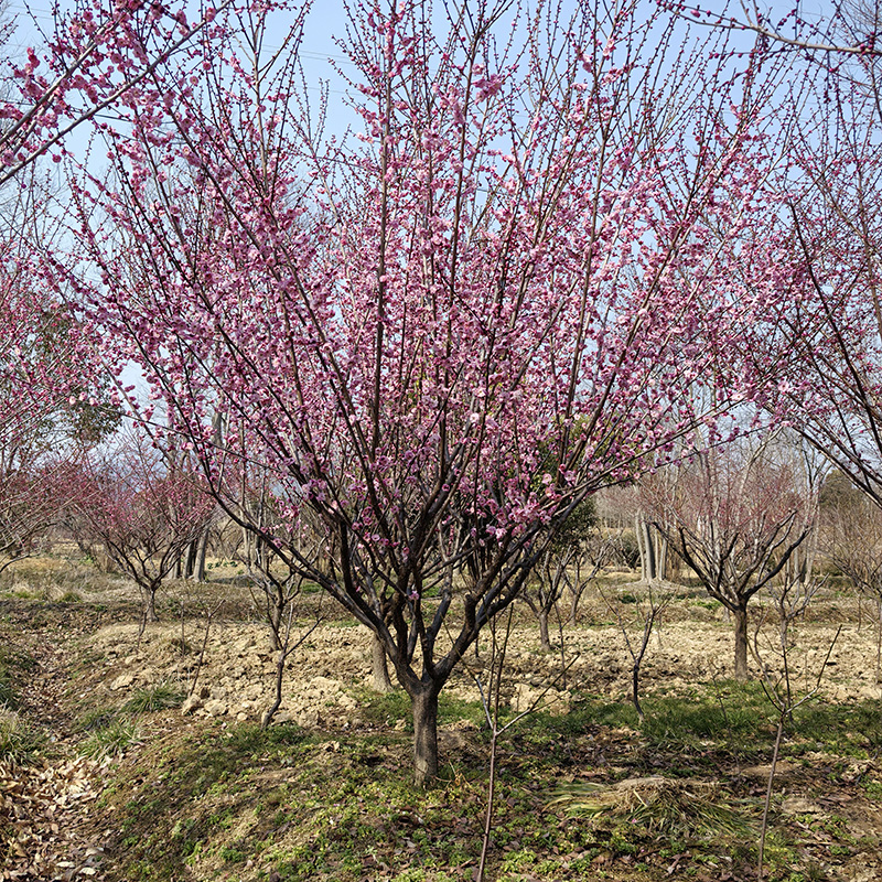 7-10���֌m��÷