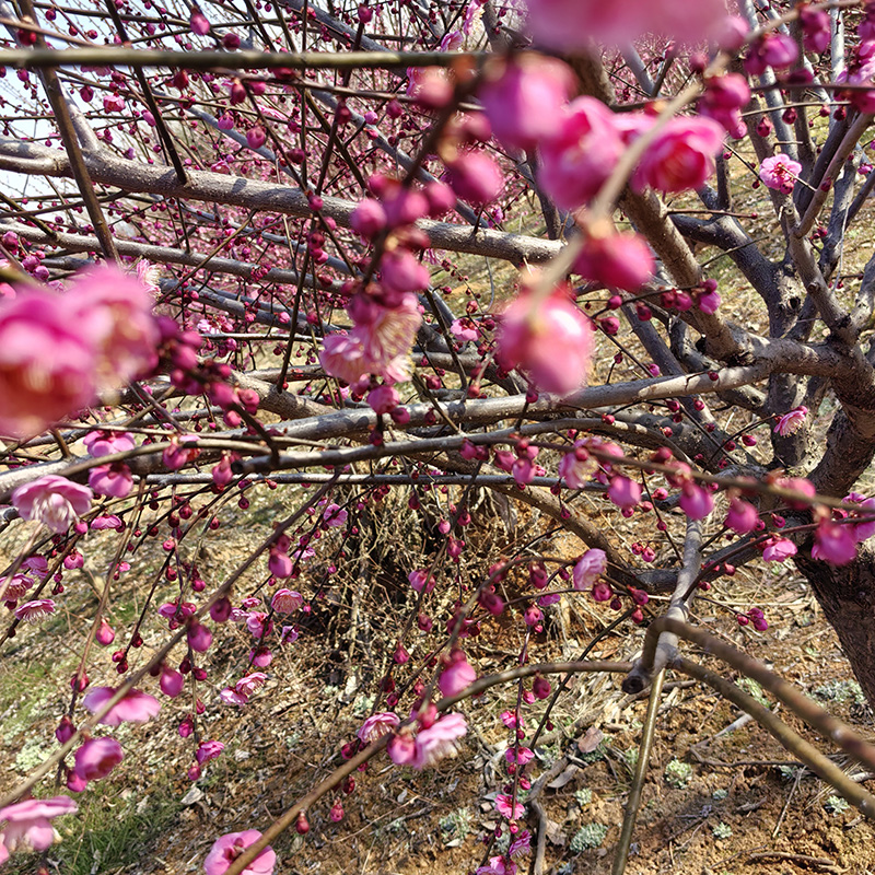 6-8���ֹ���t