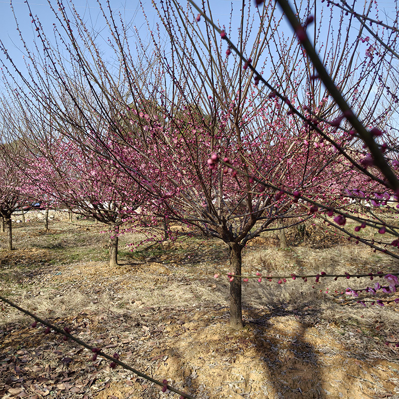 6-8���ּt÷��ô�x