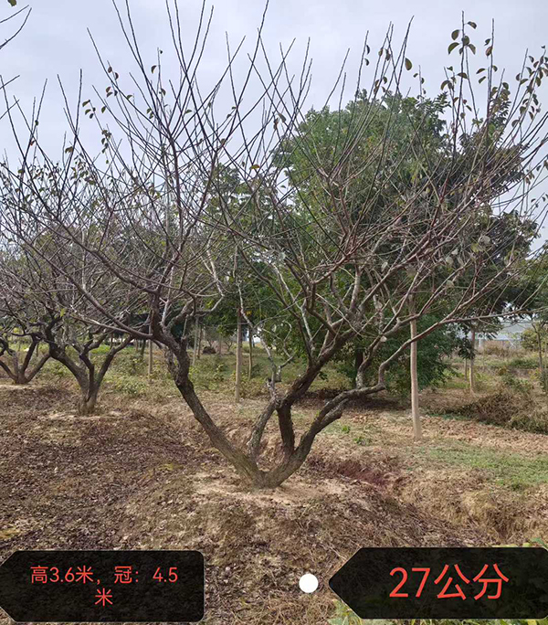 27���ּt÷��