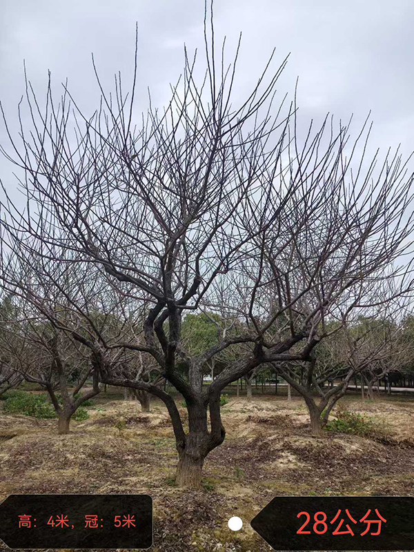 28���ּt÷��