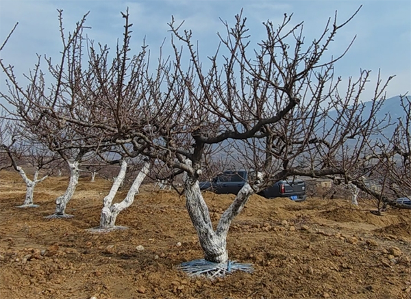 25���ּt÷�Nֲ��(x��)��(ji��)